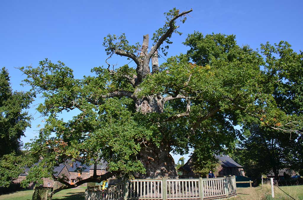 Photo arbre maitre, Sylvothérapie, chêne aguillotin, Bretagne, bas rhinn, haut rhin, alsace,