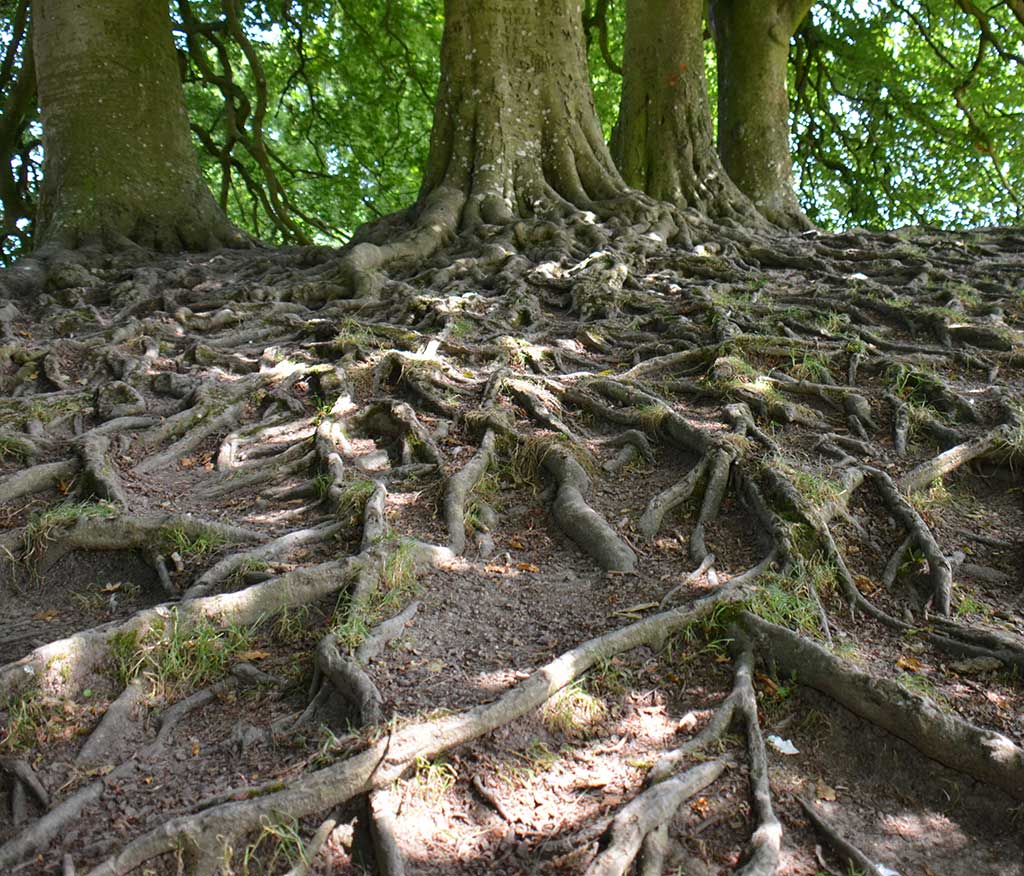 Photo arbre maître, racines, chêne avebury, Angleterre Sylvothérapie, bas rhinn, haut rhin, alsace,